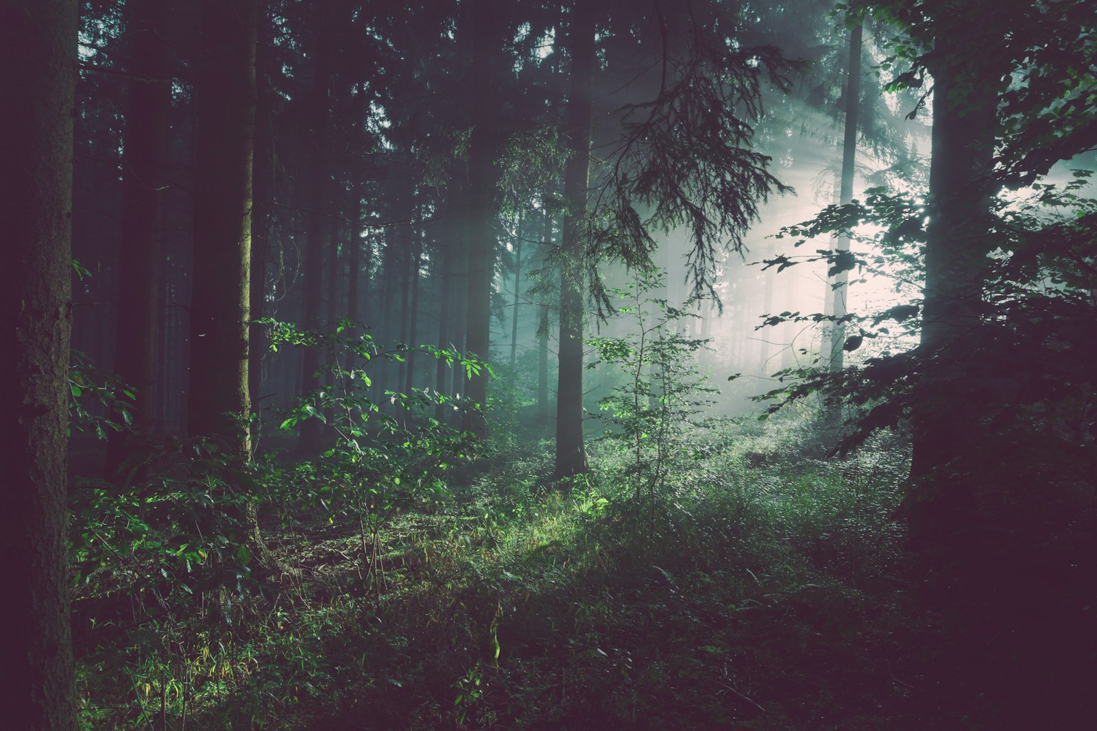 A dim forest in evening fog