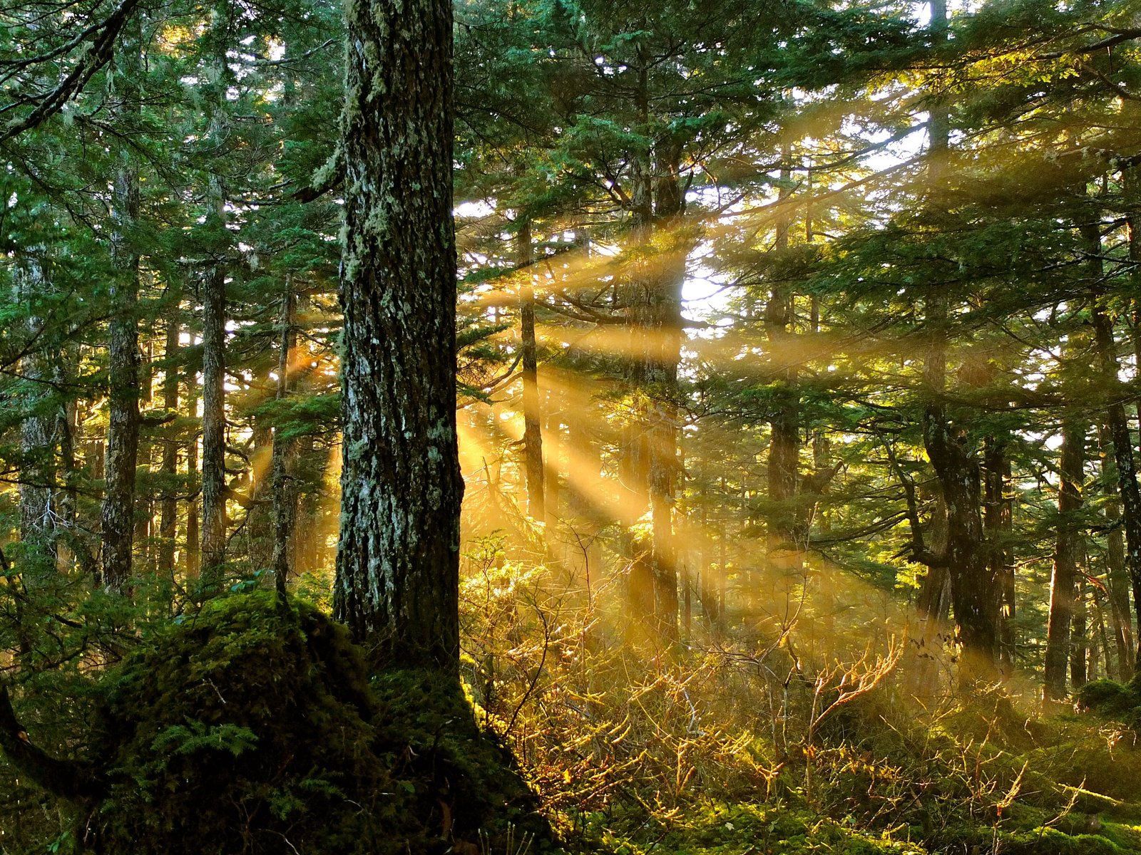Beams of light through a quiet forest — the visual register of an interior cabin sound